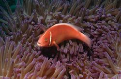 Pink Anemone - luv' em ... cute little guys. Nikon D70 in... by John Natoli 